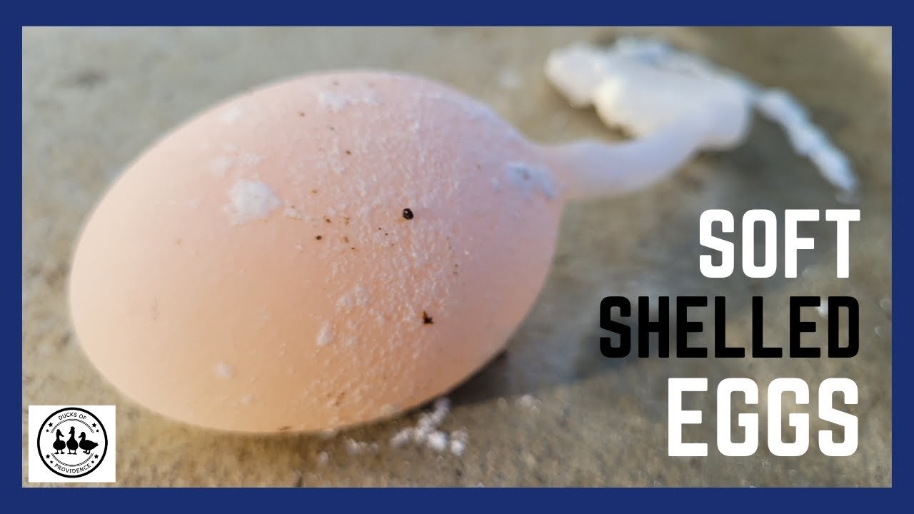 What are soft shelled eggs? What causes them and how to treat your ducks?