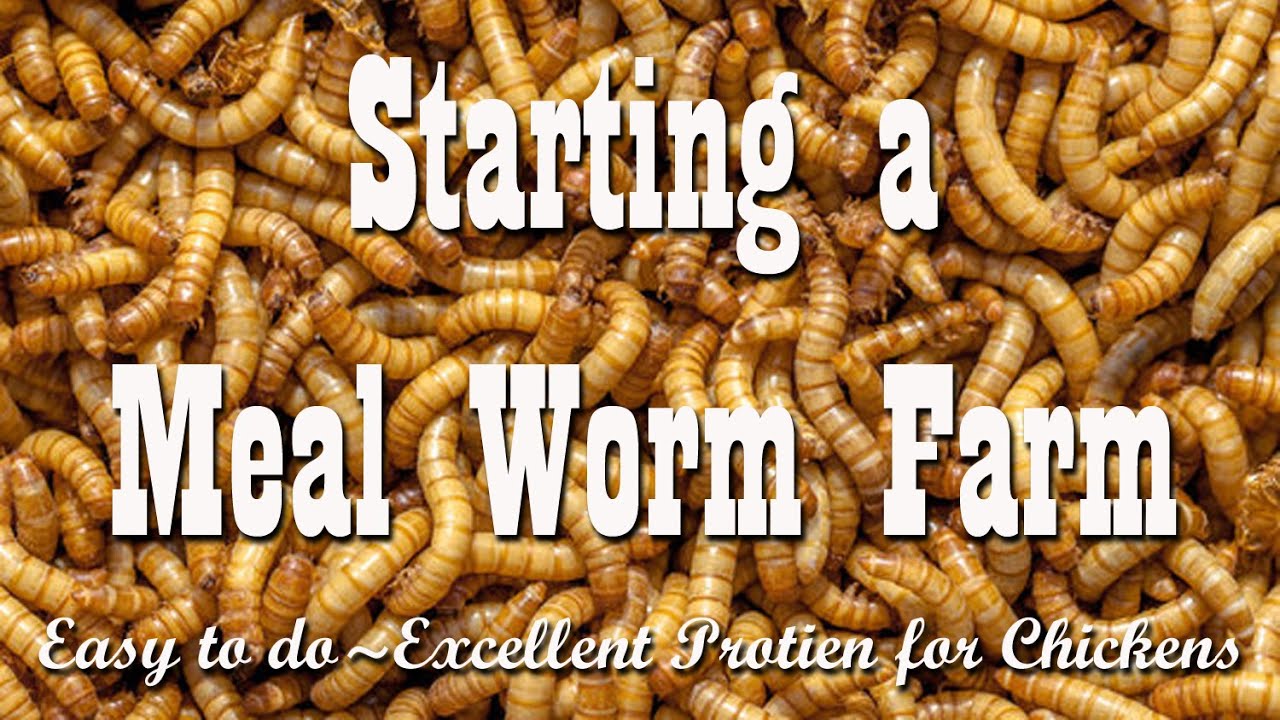 Starting a Small Meal Worm Farm ~ Raising Chicken food