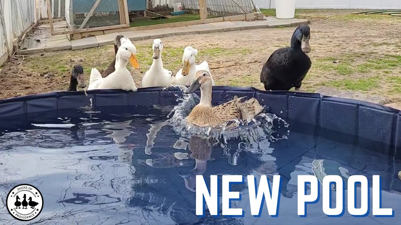 The ducks are getting a new pool - will they like it?