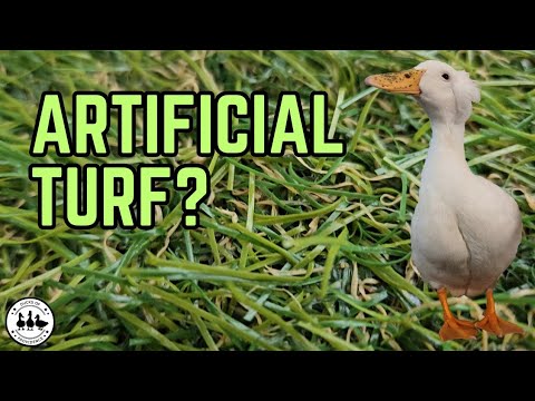 Escape the mess: How we upgraded our pet duck run with artificial turf