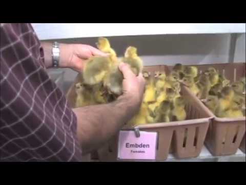 How to Sex Ducklings and Goslings - Metzer Farms