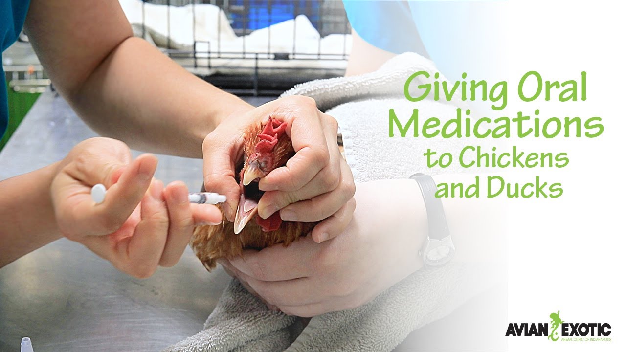 Giving Oral Medications to Chickens and Ducks