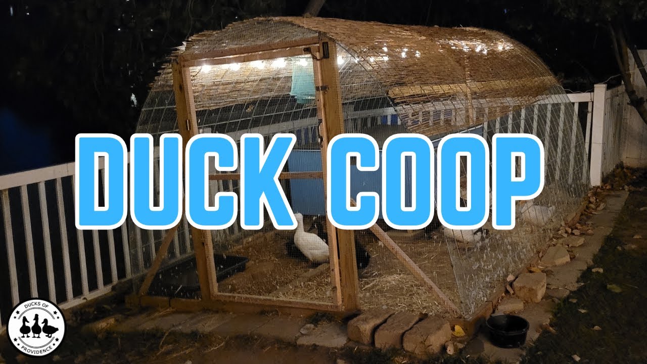 Inside our Duck Coop: A Tour You Can't Miss
