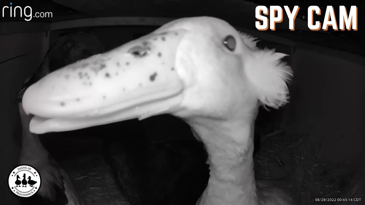 Have you ever wondered what ducks are doing in the night?