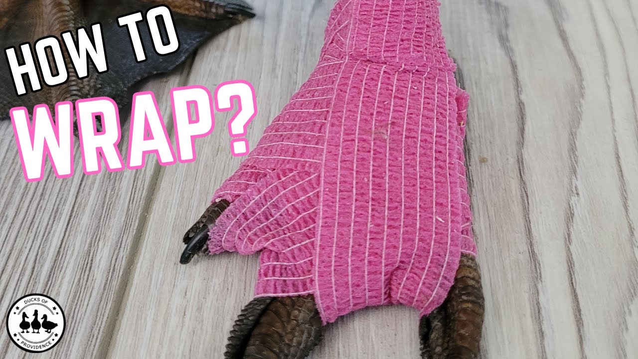 How to Bandage a Duck's Foot (Step-by-Step Guide)