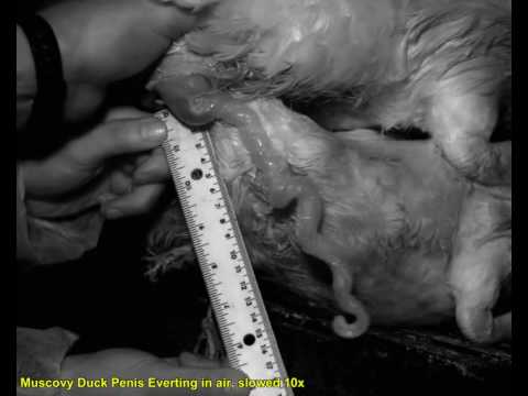 The reproduction of ducks