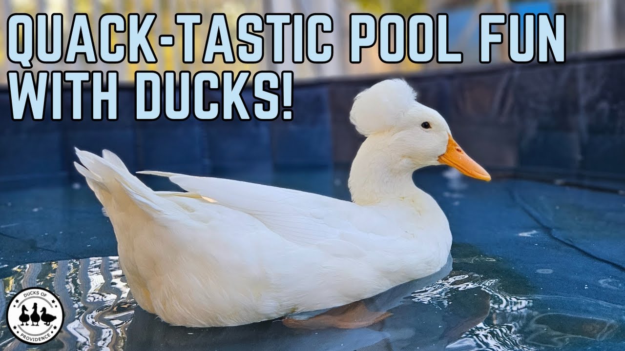 5 Reasons why DUCKS are the WORST pets ever