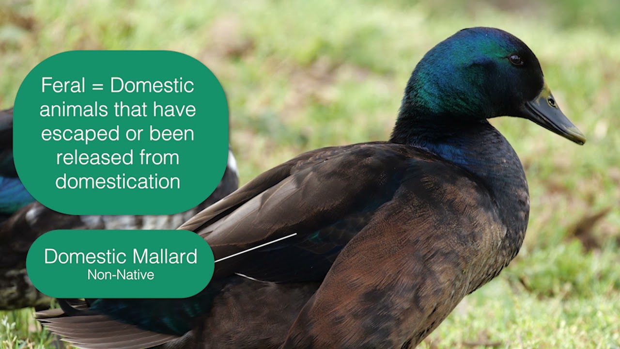 Pond ducks: Distinguishing between Native vs. Non-native Waterfowl