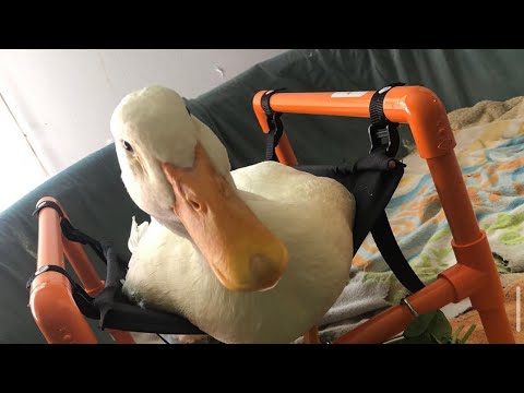 Pekin Duck Asks To Get In His Wheelchair