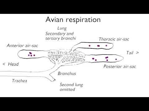 Avian respiration