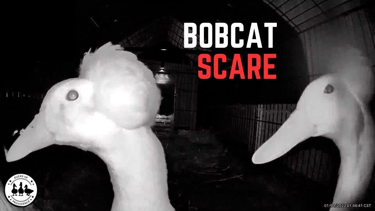 The SCARIEST moment in the life of our ducks