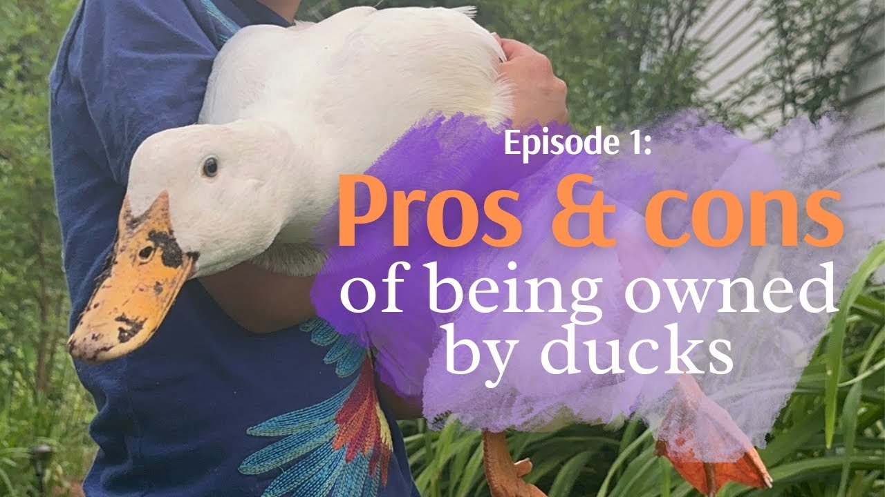 The pros and cons of owning ducks - Ep. 1