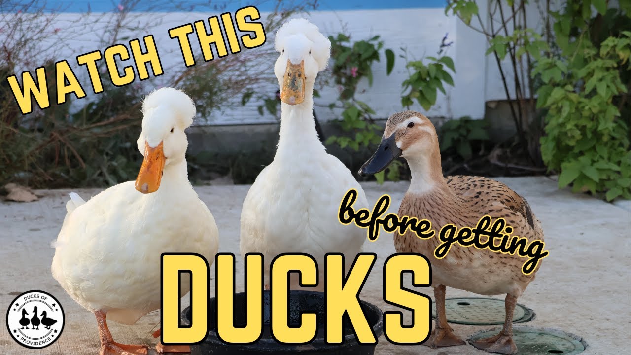 5 Reasons why DUCKS are the WORST pets ever