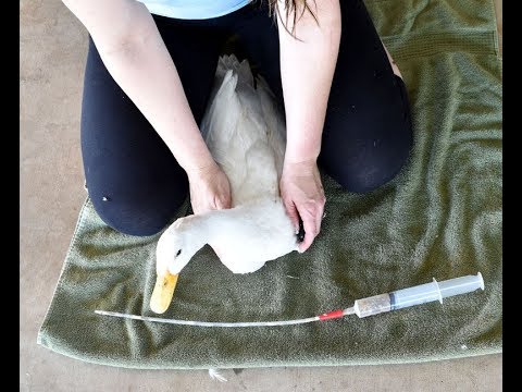 How to Tube Feed Sick Ducks