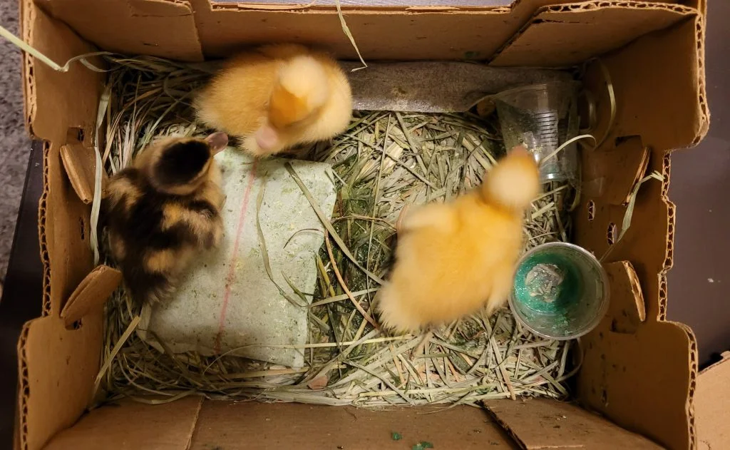 Hertha and her sisters as ducklings