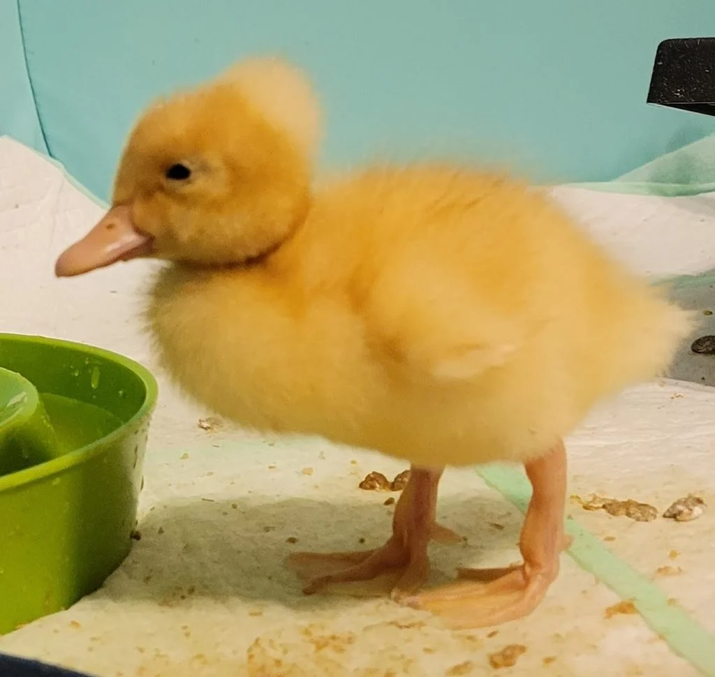Emma as a duckling