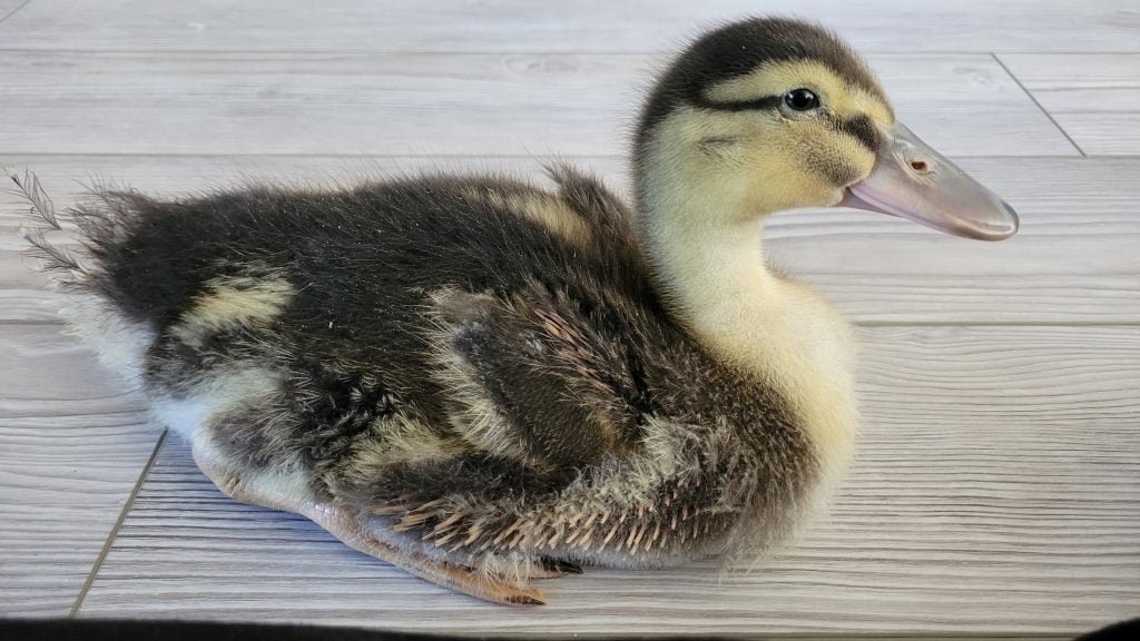 First Juvenile molt: first adult feathers are starting to grow