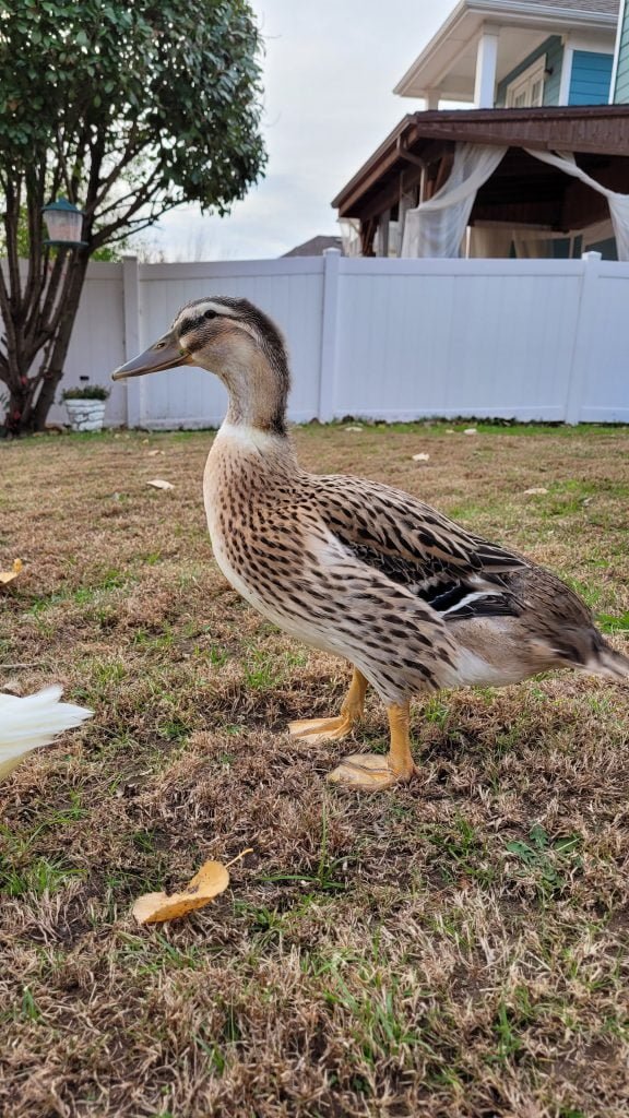 Towards the end of the first Juvenile molt: most adult feathers are there now