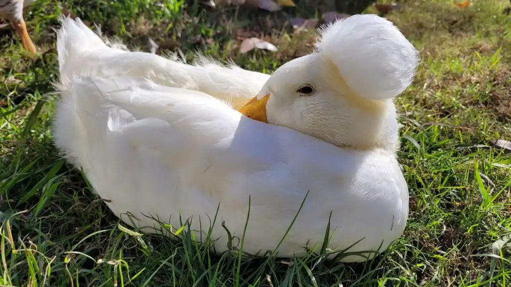 crested duck