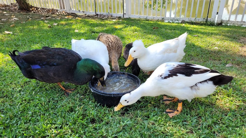 Group of Pet Ducks