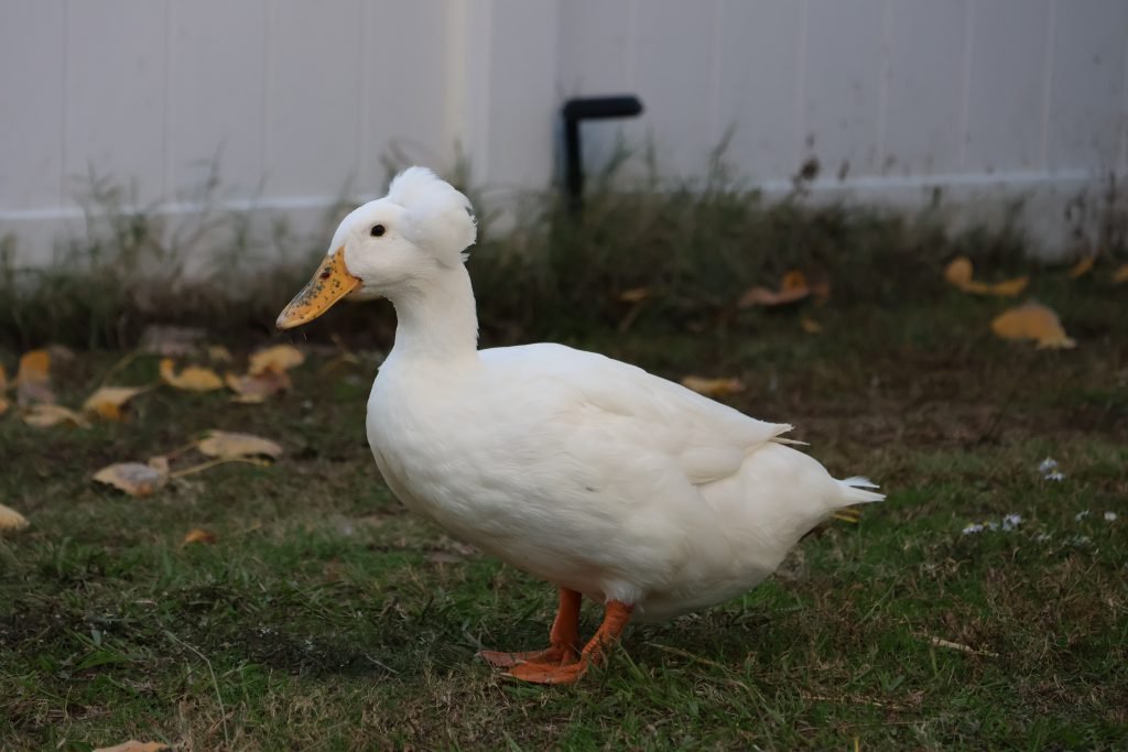 a white crested duck