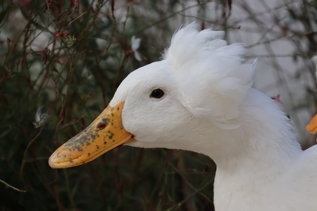 Schnatterinchen our white crested duck