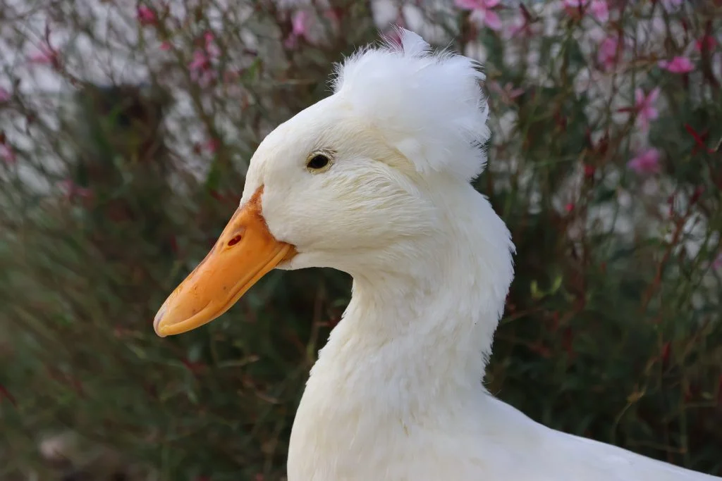 Emma our white crested duck