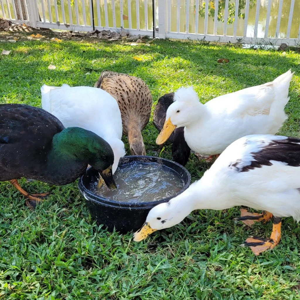 group of ducks