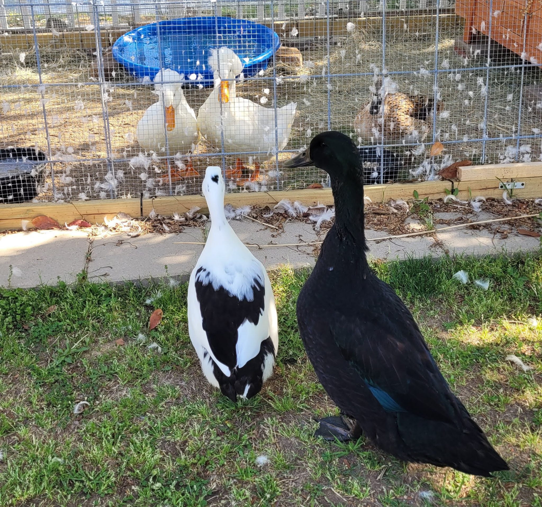 Introducing New Ducks: How to Expand Your Flock Without Drama - How To Introduce New Ducks To An Existing Flock