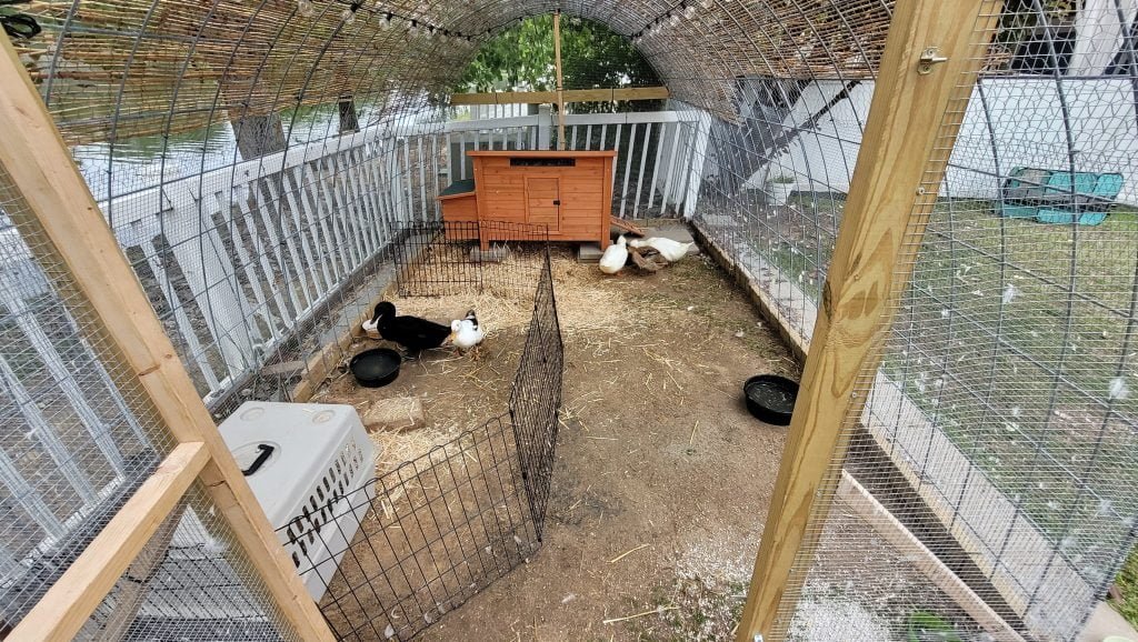 introducing new duck to the flock