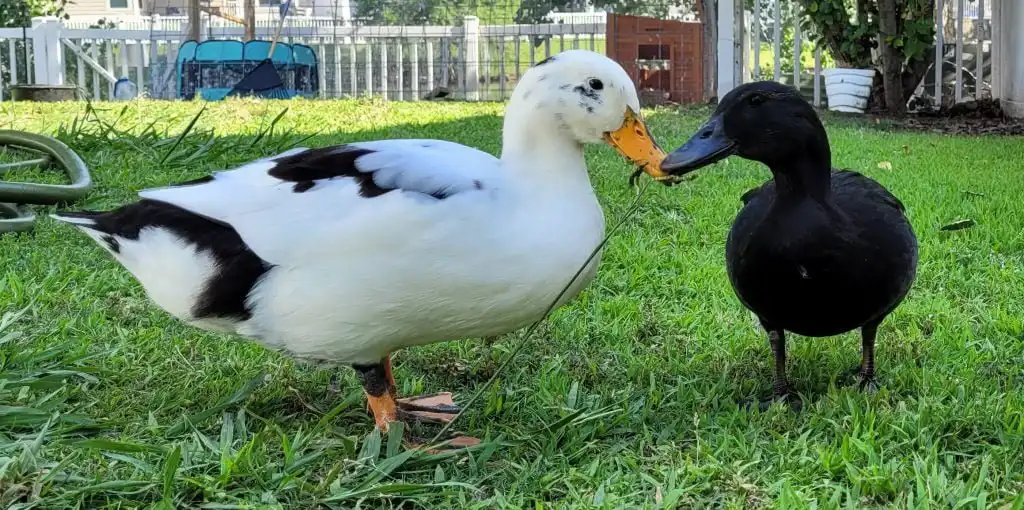 duck life stages: 
young ducks
