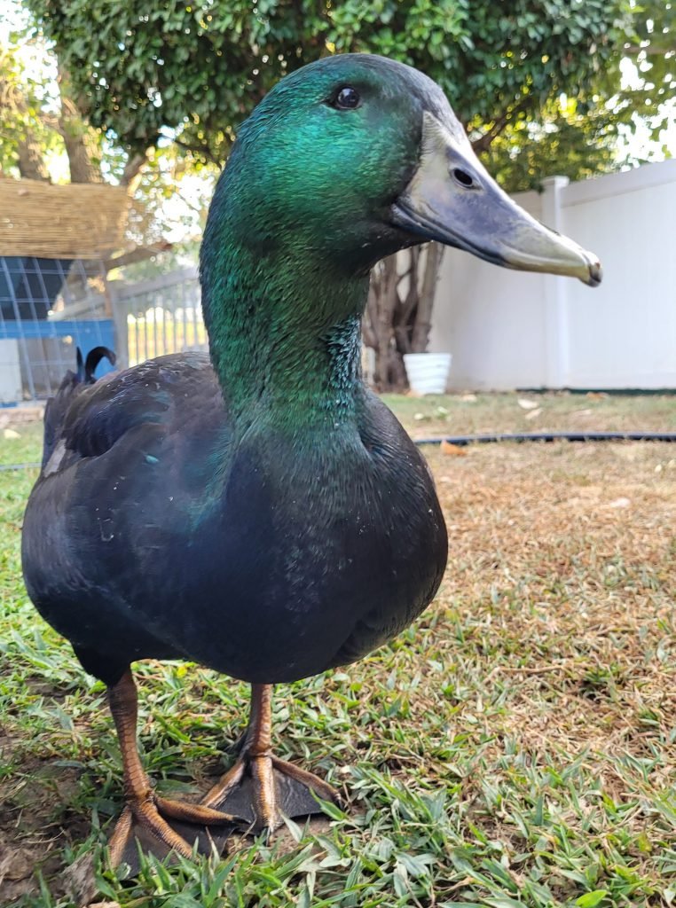 Simon a Cayuga duck