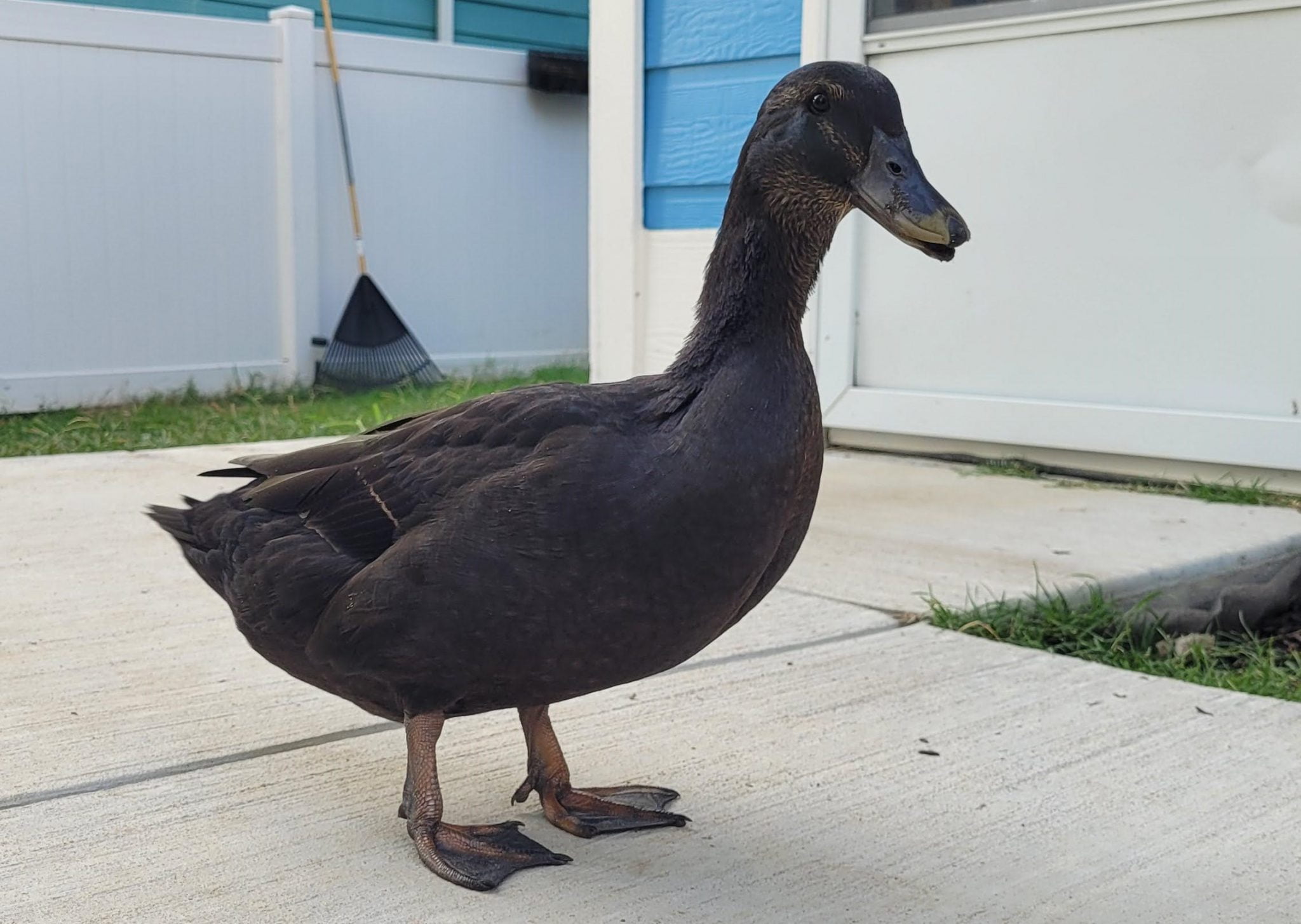 Cayuga Ducks The Beautiful Black Duck Breed