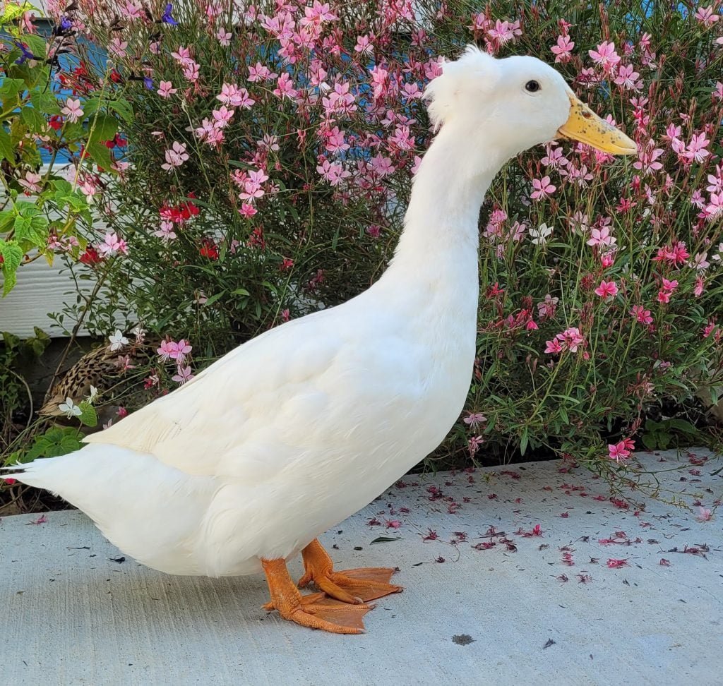 white crested duck