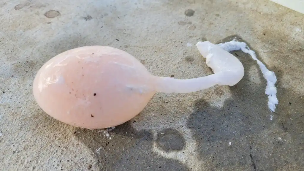 Soft-shelled duck egg, a common duck health issue