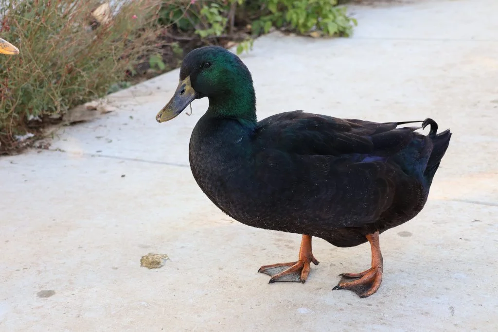 Cayuga duck