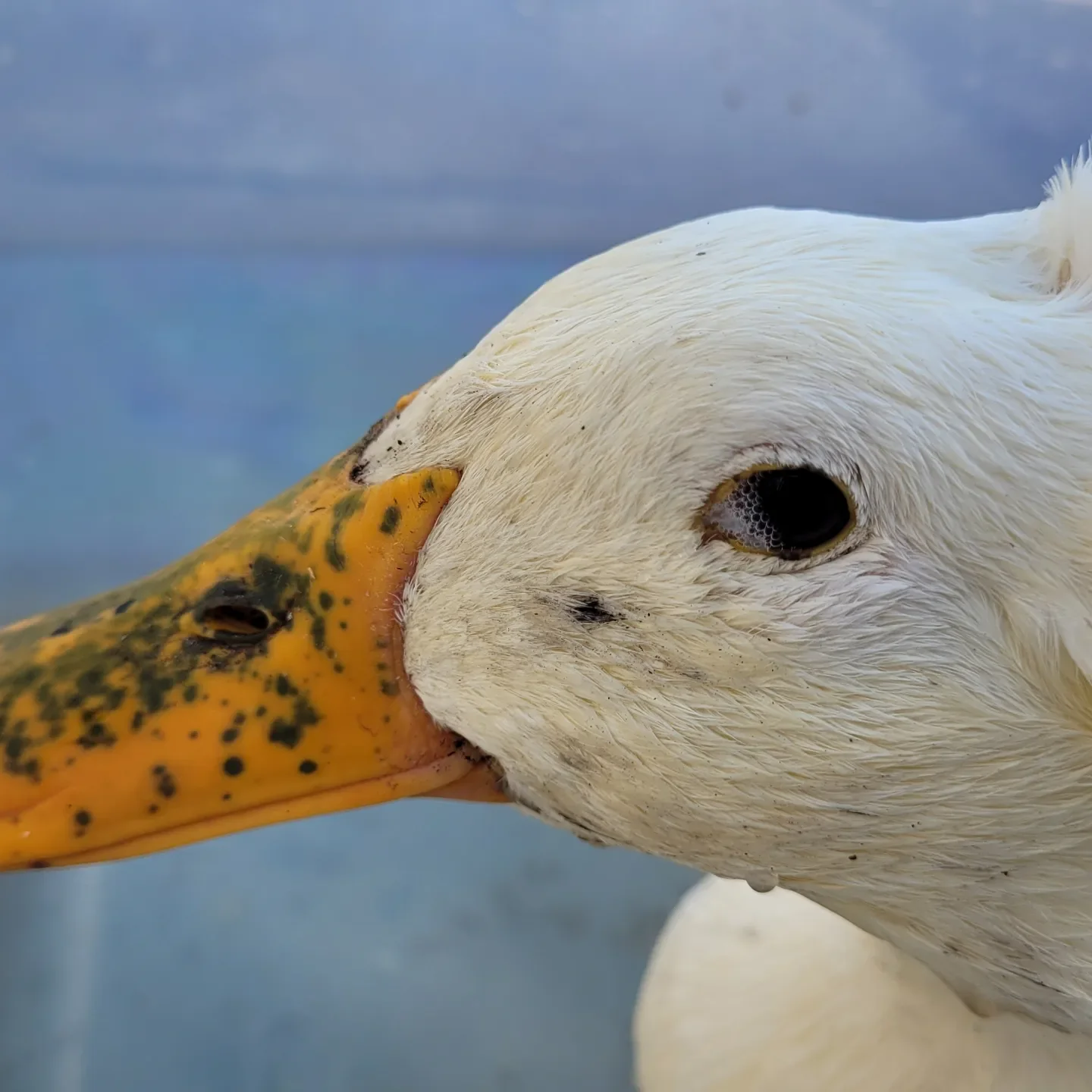 duck with foam in eye