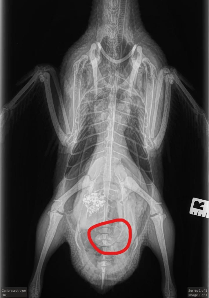 x-ray of duck