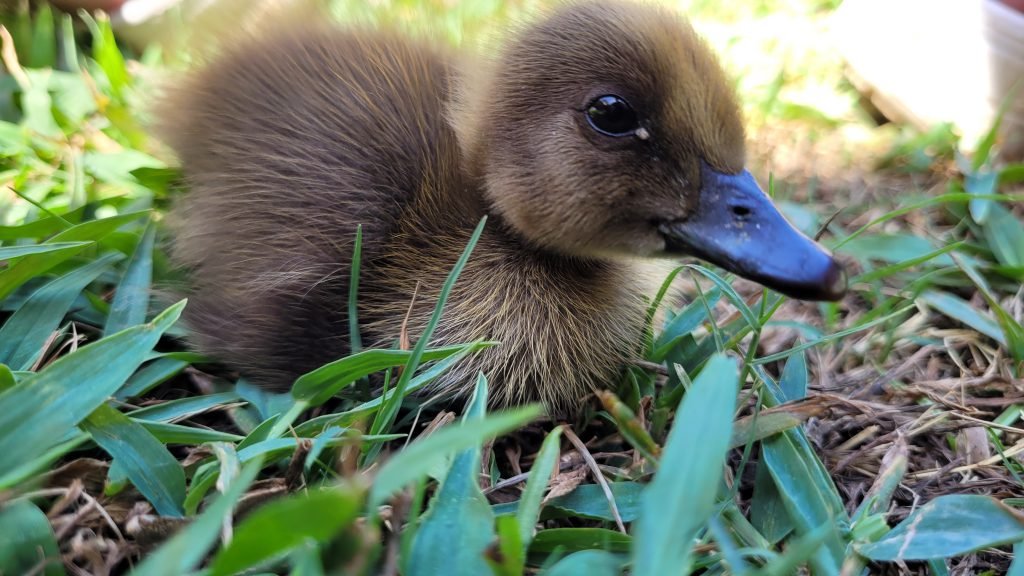 Khaki Campbell Duckling