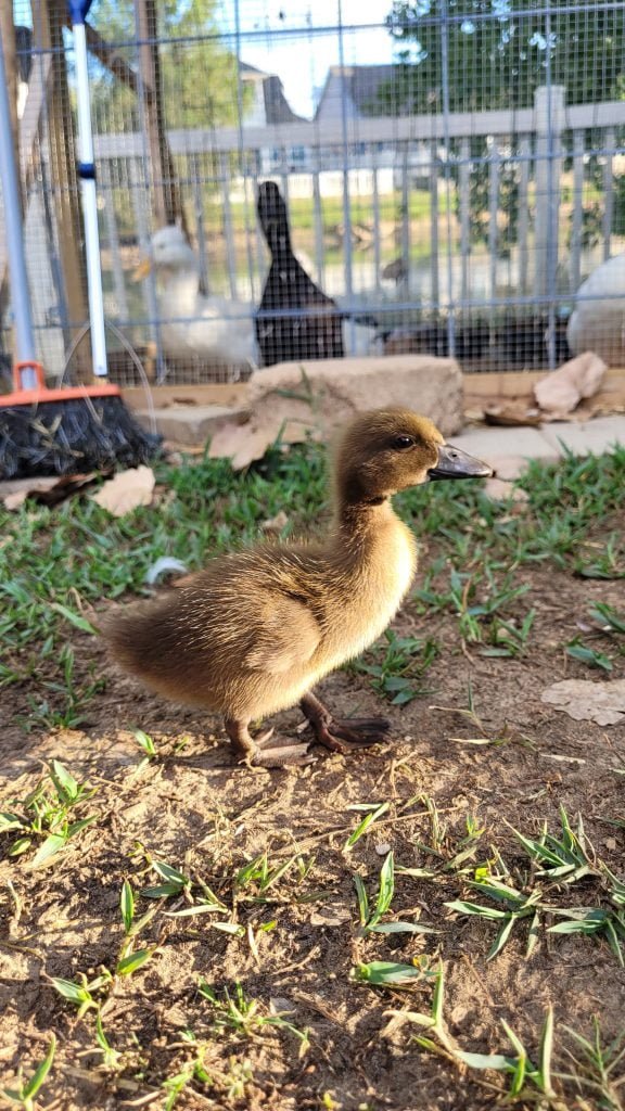 introducing new ducks to the flock
