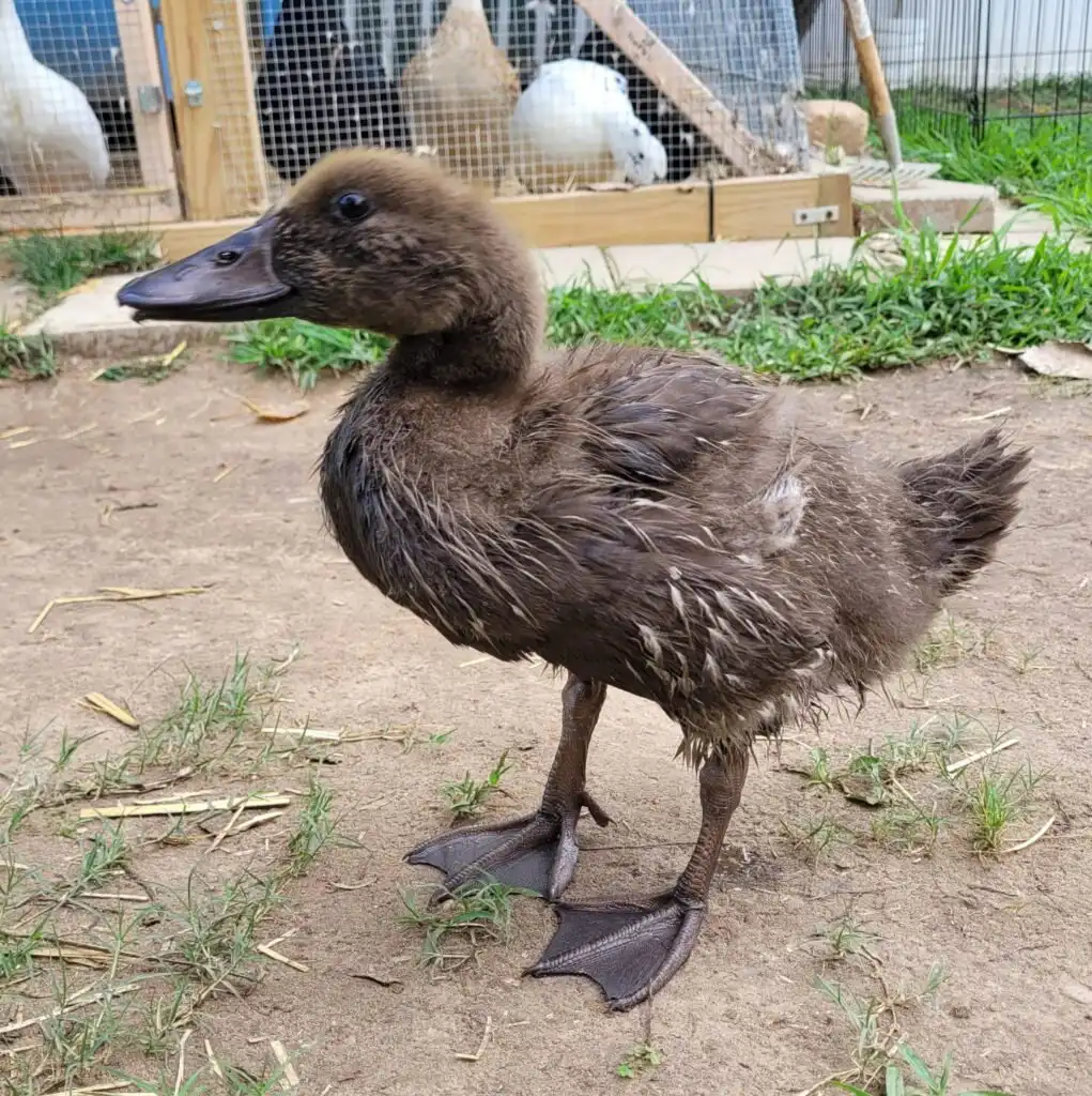 young duck