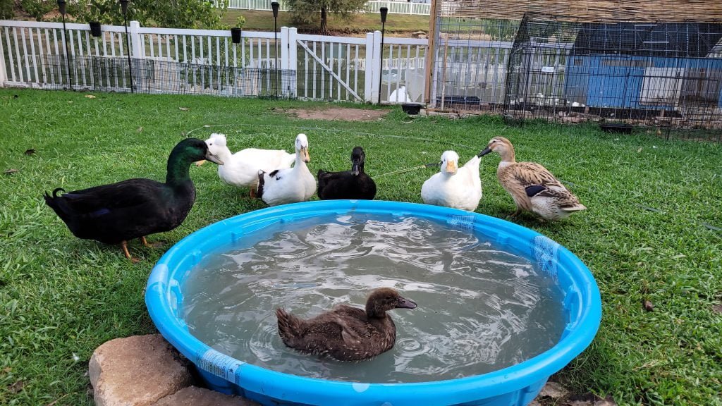 Ducks and water - duck in a kiddie pool