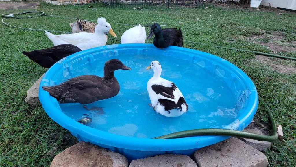 Pet Ducks in pool