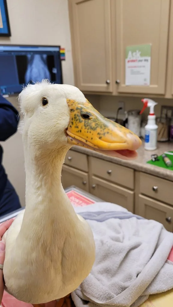 Duck at vet