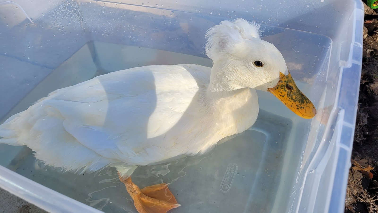 SoftShelled Eggs in Ducks Everything You Need to Know