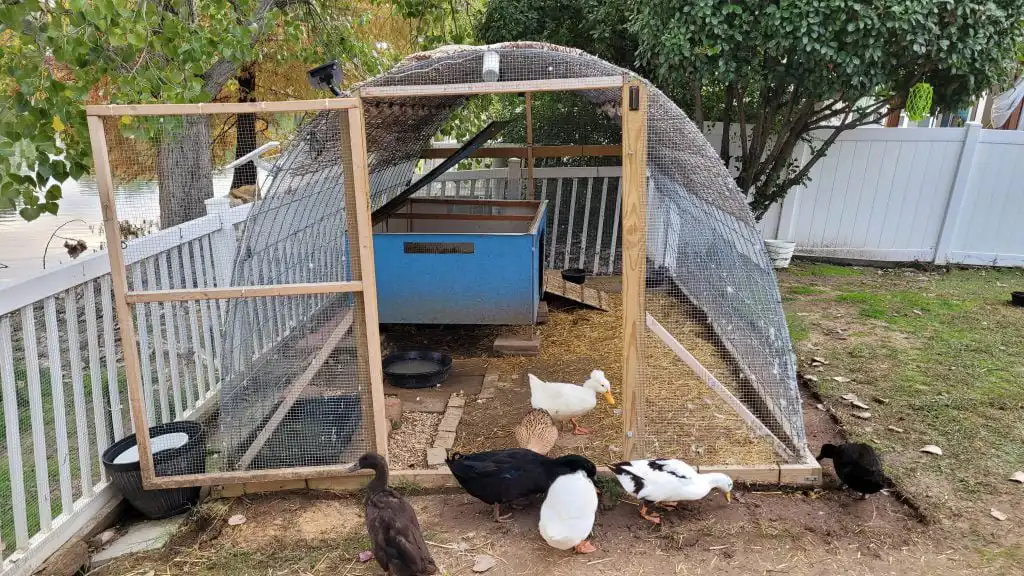 inspecting the duck enclosure to identify potential sources of metal poisoning in ducks