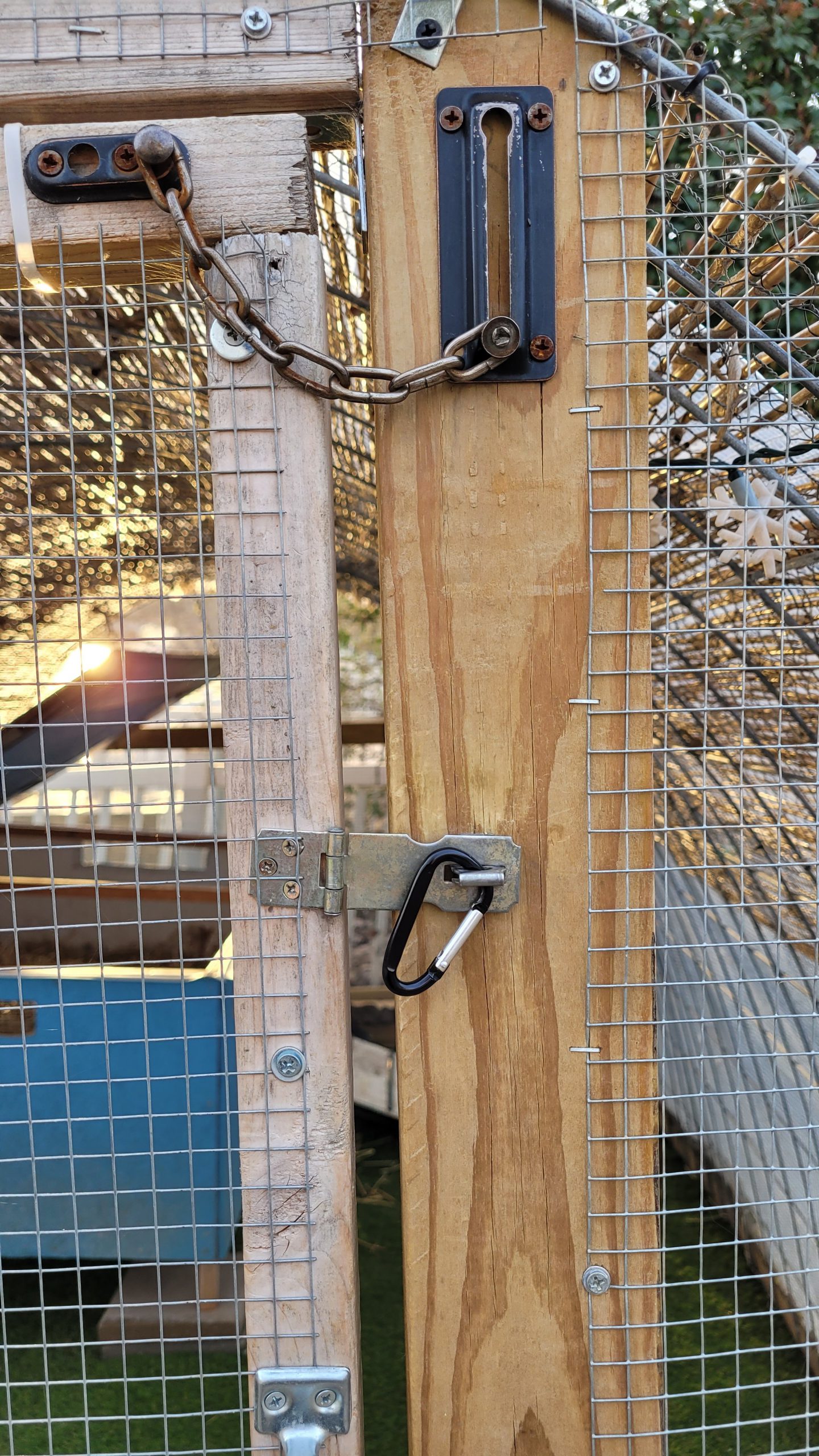 How to keep ducks safe from predators?