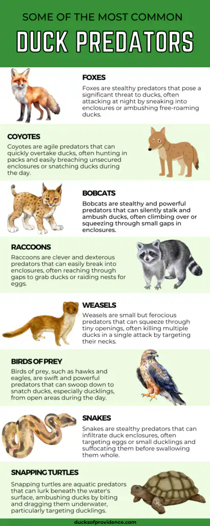 Duck Predators Infographic