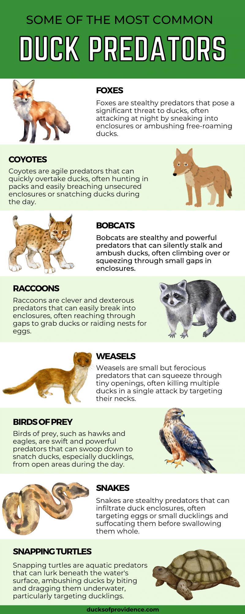Not Common Predators 17 Duck Predators - Common And Not-So-Common Ones
