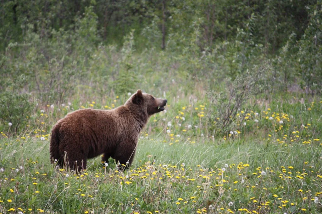 baer